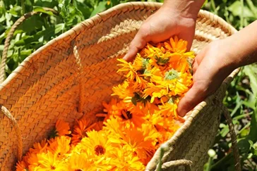 Aide agricole en production végétale