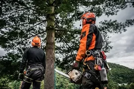 Sylviculteur / Sylvicultrice