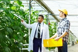 Technicien / Technicienne de culture maraîchère